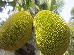 Golden Pillow (Mong Thong) Jackfruit Seeds for Planting - Plant Tropical Jackfruit Trees for Large, Sweet Fruits