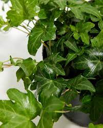 Ivy Plant Seed Set for Lush, Greenery in Your Garden 100 Pcs pcs