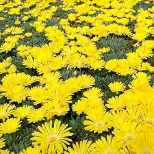 Yellow Delosperma Nubigenum or Ice Plant Flower Planting Seeds for Garden NON GMO Seeds