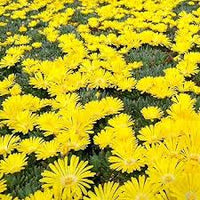 Yellow Delosperma Nubigenum or Ice Plant Flower Planting Seeds for Garden NON GMO Seeds