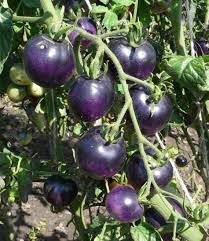Tomato Seeds for Planting Night Blue - 100 Pcs pcs