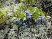 Wild Lowbush Blueberries Fruit Seeds for Planting - Fresh Blueberry Seeds for Your Home Garden