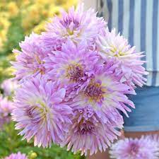 Heirloom Karma Amanda Violet White Bicolor Dahlia Flower Seeds – Non-GMO for Planting