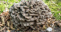 Maitake (Hen of the Woods) Mushrooms Vegetable Seeds for Home & Garden Planting – High Yield & Easy to Grow 100 Pcs pcs