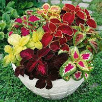 Mix Coleus Canina Plant Seeds for Planting - NON GMO Seeds