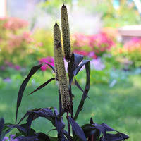 Majesty Millet Plant Seeds for Planting - 100 Pcs pcs
