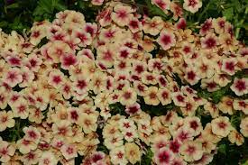 Phlox cherry caramel Flower Seeds for Planting - Organic, Heirloom & Non-GMO Garden Seeds