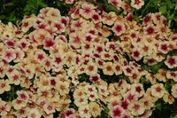 Phlox cherry caramel Flower Seeds for Planting - Organic, Heirloom & Non-GMO Garden Seeds