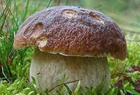 Brown Mushroom Vegetable Seeds for Planting heirloom & Non-GMO Seeds