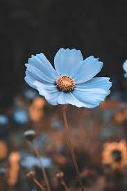 Blue Cosmos Flower Seeds for Planting – Vibrant Blooms, Non-GMO, Heirloom Quality