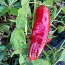 Allepo Pepper Seeds for Planting - 100 Pcs pcs