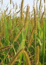 Exotic Yellow Foxtail Grass Seeds-Wild Millet 100 Pcs pcs
