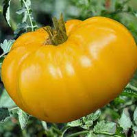 Big Tomato Seeds for Planting, Dark Yellow, 100 Pcs pcs