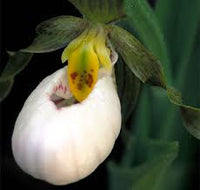 Cypripedium acaule or White Ladyâ€™s Slipper Flower Seeds for Planting - Heirloom & Non-GMO Garden Seeds