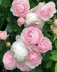 Light Pink Polyantha Rose Plant Seeds for Garden - Heirloom Non-GMO Seeds for Planting