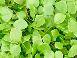 Miners Lettuce Plant Seeds for Planting - 100 Pcs pcs