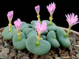 Heirloom Non-GMO Conophytum Burgeri Succulent Seeds for Planting – Rare Living Stone Variety