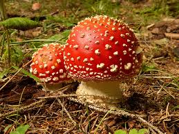 Light Brown and Red Mushroom Seeds for Planting,100 Pcs pcs