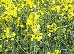 Yellow Edible Rape Flower Seeds for Planting - NON GMO Seeds