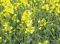 Yellow Edible Rape Flower Seeds for Planting - NON GMO Seeds