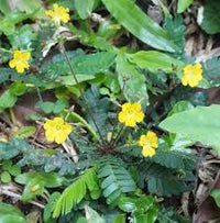 Biophytum Plant Seeds for Garden - NON GMO Seeds