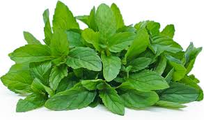Green Mint Plant Seeds for Planting-Aromatic and Edible Gardens ? Fresh Herb for Your Garden
