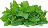 Green Mint Plant Seeds for Planting-Aromatic and Edible Gardens ? Fresh Herb for Your Garden