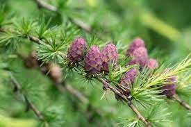 Brown Larix Decidua Plant Seeds – Hardy Tree for Your Garden -Heirloom & Non-GMO Seeds for planting – Fresh Herb for Your Garden