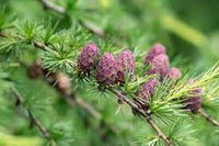 Brown Larix Decidua Plant Seeds – Hardy Tree for Your Garden -Heirloom & Non-GMO Seeds for planting – Fresh Herb for Your Garden