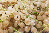 White currant fruit seeds Ribes rubrum