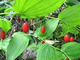 Watermelon Berry Solanum muricatum seeds for planting in home garden