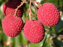 Brewster lychee fruit seeds