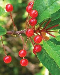 Pin cherry Prunus pensylvanica seeds for backyard orchard
