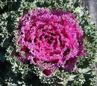 Pink Nagoya Kale Brassica oleracea seeds for garden planting