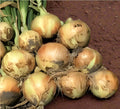 Yellow Onion Allium cepa seeds for planting in vegetable patch