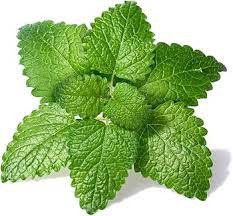 Green Lemon Mint Plant Seeds for Refreshing Herb Gardens and Tea Scientific Name Placeholder for planting in home garden