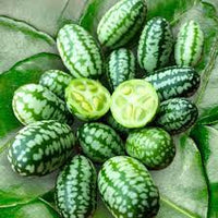 Cucamelon seeds tiny melons
