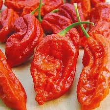 Bhut Jolokia Pepper Capsicum chinense seeds for garden planting