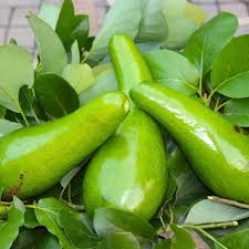 Russell avocado butter fruit seeds for garden