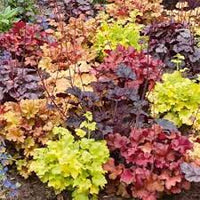Mixed Heuchera Micrantha Seeds for Planting - Heirloom, NON-GMO Perennial Seeds for Garden & Landscaping for planting in home garden