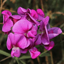 Violet Lathyrus Odoratus Flower Seeds for Planting, 100 pcs for planting in your garden.