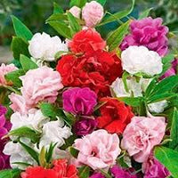 Double Camellia Mixed Seeds for Planting ƒ?? Organic, Heirloom, Non-GMO Fresh Flower Seeds for planting in your garden.