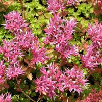 Pink Spurium Coccineum Plant Seeds - Decorative Plant Seeds - Heirloom & Non-GMO Seeds for planting for planting in home garden