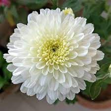 White Chrysanthemum Flower Seeds for Planting, NON GMO Seeds for planting in home garden