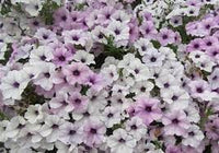 Petunia Tidal Wave Silver Flower Seeds for Planting - Heirloom, NON-GMO, Spreading Garden Blooms for planting in home garden