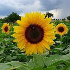 Yellow Sunflower Seeds for Planting â€“ Bright Garden Blooms, Easy to Grow, Non-GMO for planting in home garden