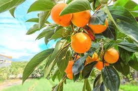Japanese persimmon Diospyros kaki seeds