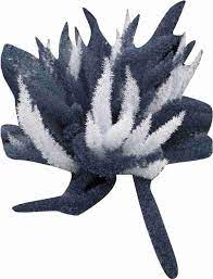 Futaba Perennial Foxtail Ferns - White and Greyish Seeds for Planting Scientific Name Placeholder for planting in home garden