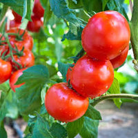 Tomato Solanum lycopersicum seeds for garden planting