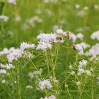 White Mountain Mint Flower Seeds for Planting - 100 pcs seeds for planting in home garden